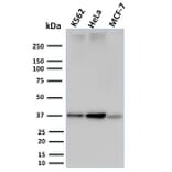 Western Blot - Anti-RAD51 Antibody [RAD51/2753] (A249830) - Antibodies.com