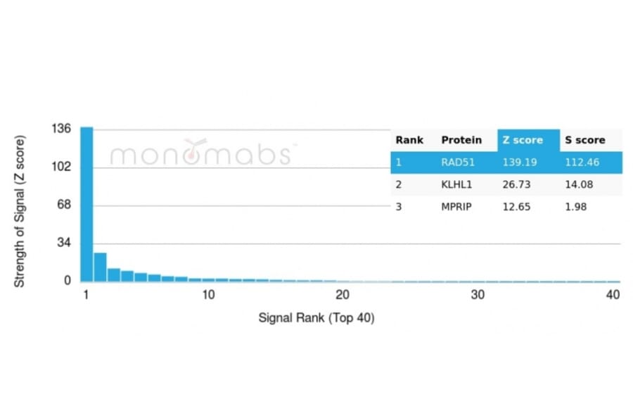 Protein Array - Anti-RAD51 Antibody [RAD51/2856] (A249831) - Antibodies.com