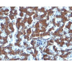 Immunohistochemistry - Anti-Retinol Binding Protein Antibody [G4E4] (A249836) - Antibodies.com