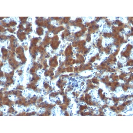 Immunohistochemistry - Anti-Retinol Binding Protein Antibody [G4E4] (A249836) - Antibodies.com