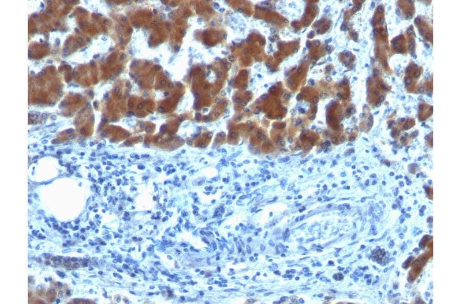 Immunohistochemistry - Anti-Retinol Binding Protein Antibody [SPM442] (A249837) - Antibodies.com