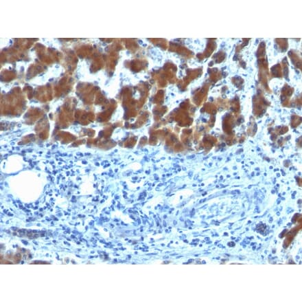 Immunohistochemistry - Anti-Retinol Binding Protein Antibody [SPM442] (A249837) - Antibodies.com