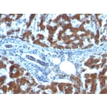 Immunohistochemistry - Anti-Retinol Binding Protein Antibody [RBP/872] (A249838) - Antibodies.com