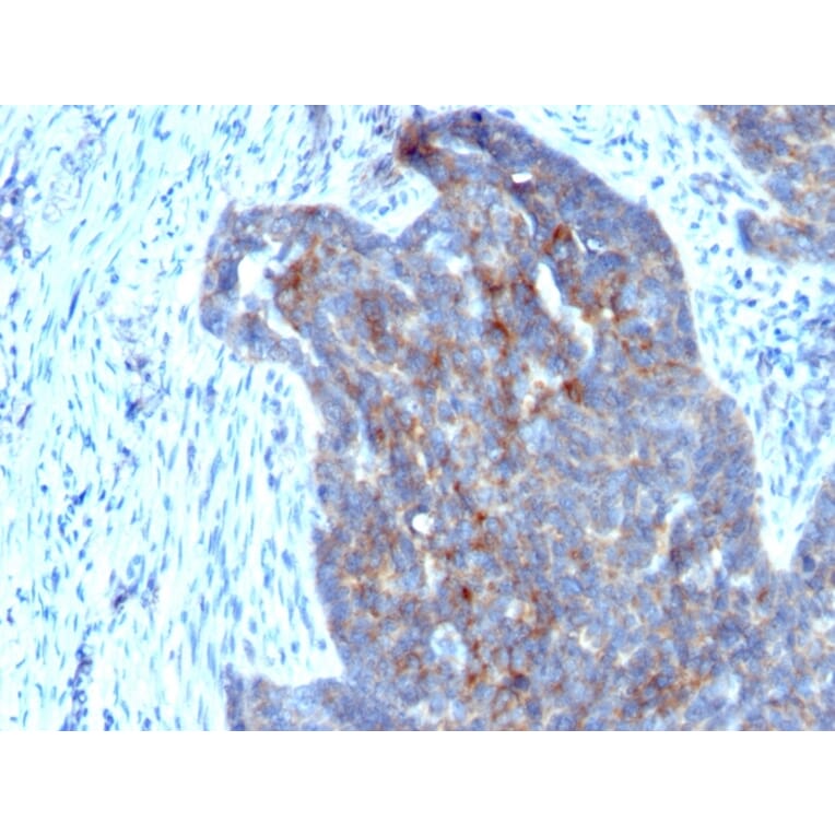 Immunohistochemistry - Anti-Retinol Binding Protein Antibody [RBP/872] (A249839) - Antibodies.com