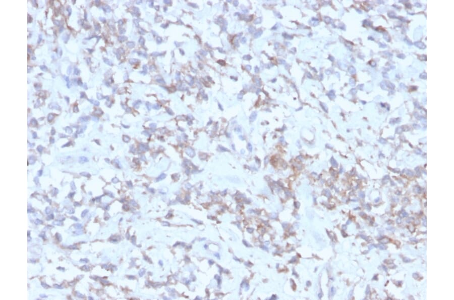 Immunohistochemistry - Anti-Retinol Binding Protein Antibody [rRBP1/872] (A249839) - Antibodies.com