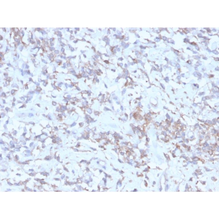 Immunohistochemistry - Anti-Retinol Binding Protein Antibody [rRBP1/872] (A249839) - Antibodies.com