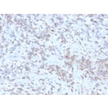 Immunohistochemistry - Anti-Retinol Binding Protein Antibody [rRBP1/872] (A249839) - Antibodies.com
