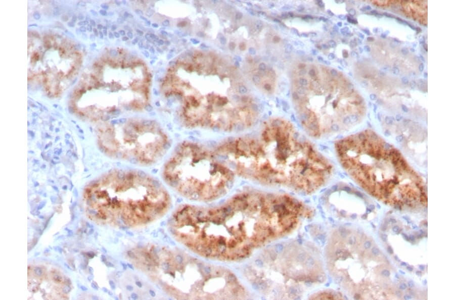 Immunohistochemistry - Anti-RBP4 Antibody [RBP4/4050] (A249841) - Antibodies.com