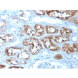 Immunohistochemistry - Anti-RBP4 Antibody [RBP4/4051] (A249842) - Antibodies.com