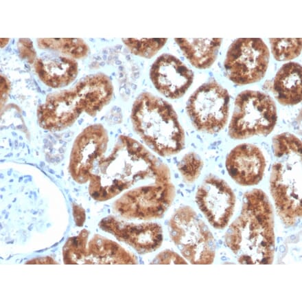 Immunohistochemistry - Anti-RBP4 Antibody [RBP4/4053] (A249843) - Antibodies.com