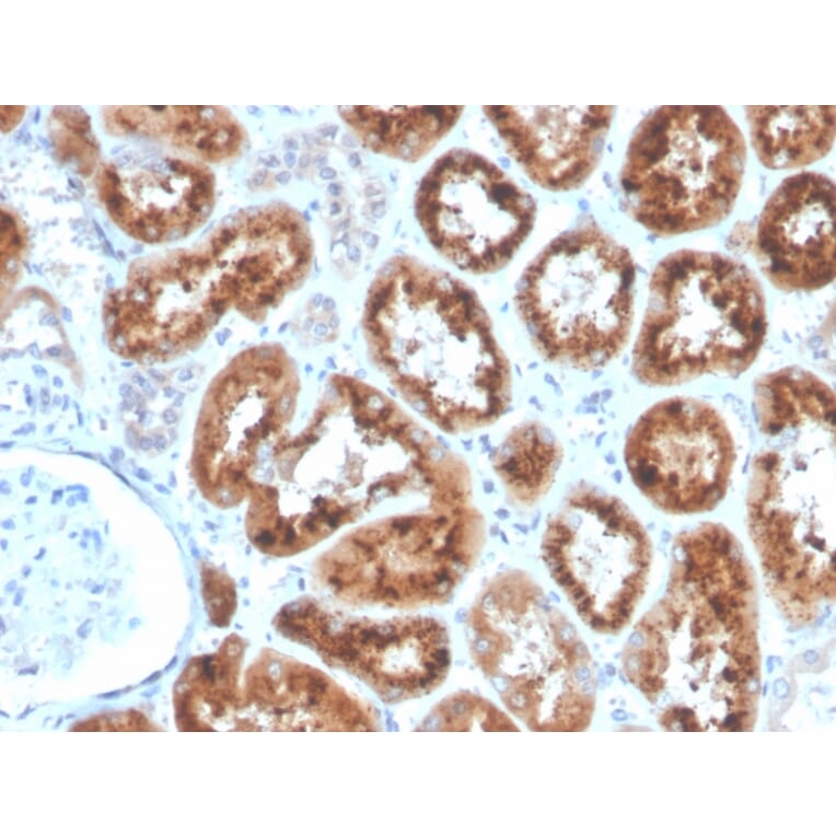 Immunohistochemistry - Anti-RBP4 Antibody [RBP4/4053] (A249843) - Antibodies.com