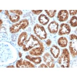 Immunohistochemistry - Anti-RBP4 Antibody [RBP4/4053] (A249843) - Antibodies.com