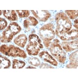 Immunohistochemistry - Anti-RBP4 Antibody [RBP4/4053] (A249843) - Antibodies.com