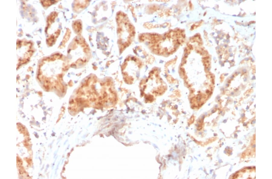 Immunohistochemistry - Anti-RBP4 Antibody [RBP4/4316] (A249845) - Antibodies.com