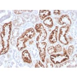 Immunohistochemistry - Anti-RBP4 Antibody [RBP4/4043] (A249849) - Antibodies.com