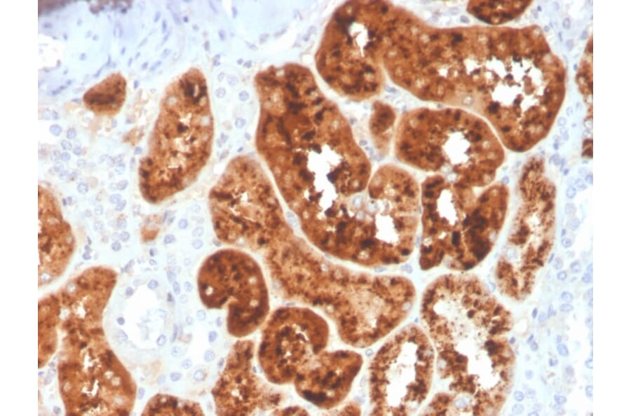 Immunohistochemistry - Anti-RBP4 Antibody [RBP4/4044] (A249850) - Antibodies.com