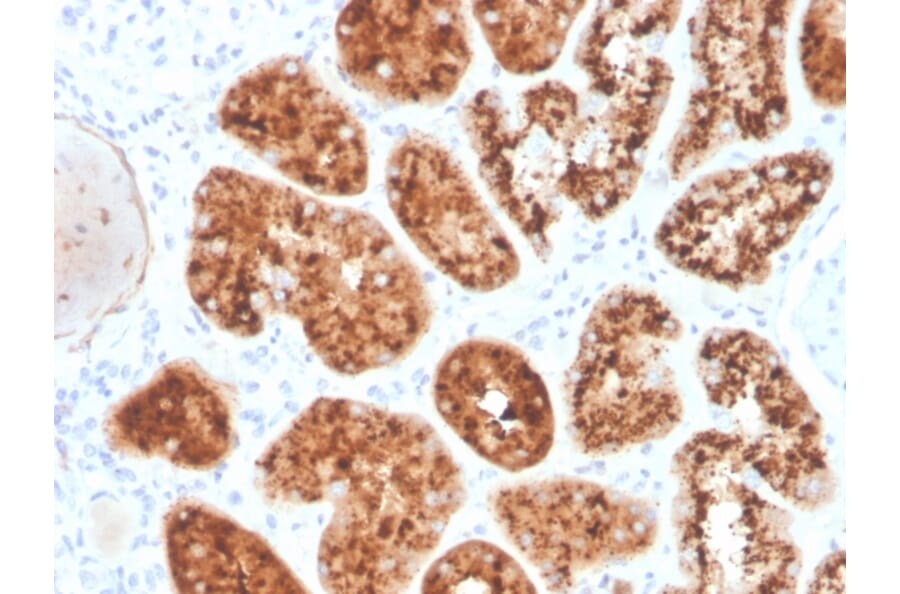 Immunohistochemistry - Anti-RBP4 Antibody [RBP4/4045] (A249851) - Antibodies.com