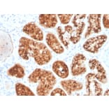 Immunohistochemistry - Anti-RBP4 Antibody [RBP4/4045] (A249851) - Antibodies.com