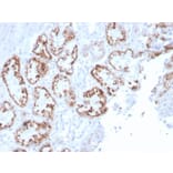 Immunohistochemistry - Anti-RBP4 Antibody [RBP4/4045] (A249851) - Antibodies.com