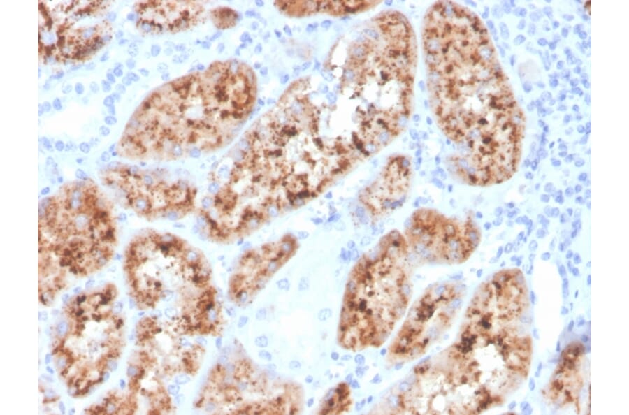 Immunohistochemistry - Anti-RBP4 Antibody [RBP4/4048] (A249853) - Antibodies.com