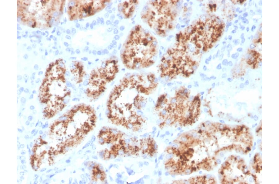 Immunohistochemistry - Anti-RBP4 Antibody [RBP4/4048] (A249853) - Antibodies.com