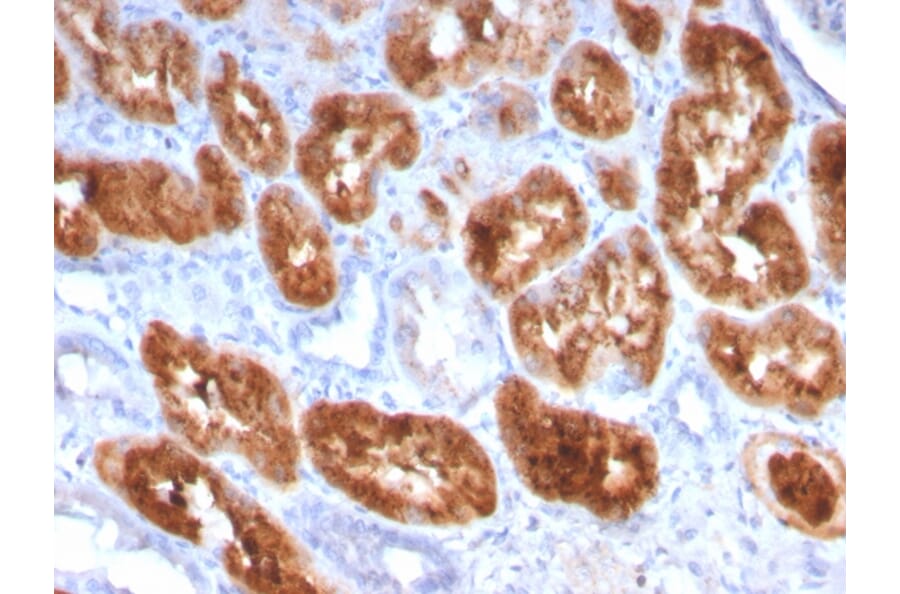Immunohistochemistry - Anti-RBP4 Antibody [RBP4/4049] (A249854) - Antibodies.com