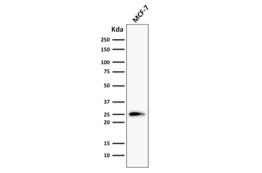 Western Blot - Anti-Bcl-2 Antibody [124] (A249867) - Antibodies.com