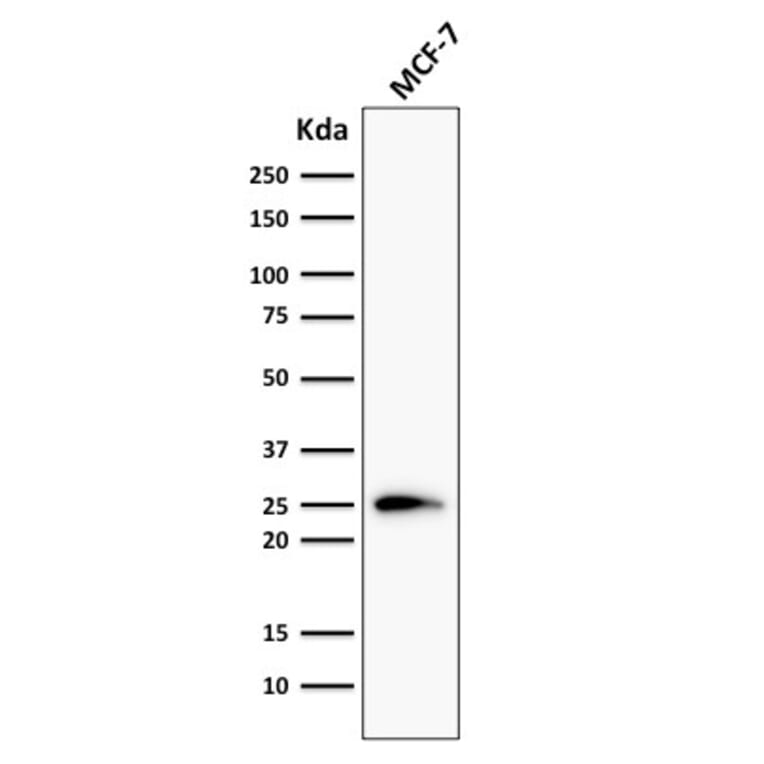 Western Blot - Anti-Bcl-2 Antibody [124] (A249867) - Antibodies.com