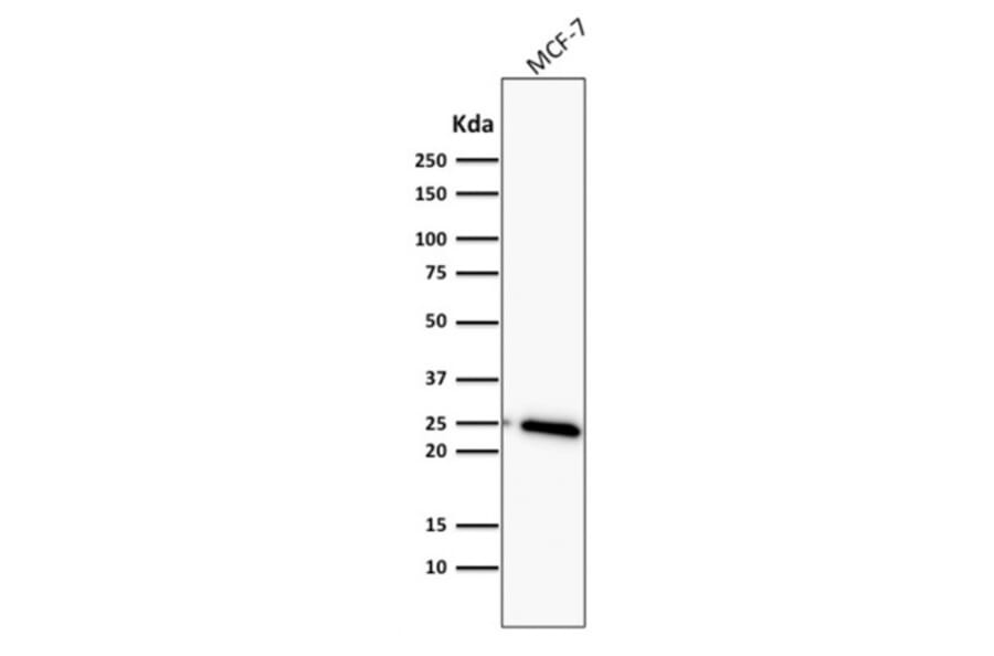 Western Blot - Anti-Bcl-2 Antibody [BCL2/782] (A249870) - Antibodies.com