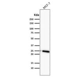 Western Blot - Anti-Bcl-2 Antibody [BCL2/782] (A249870) - Antibodies.com