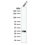 Western Blot - Anti-Bcl-2 Antibody [BCL2/796] (A249871) - Antibodies.com