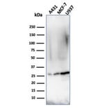 Western Blot - Anti-Bcl-2 Antibody [rBCL2/796] (A249873) - Antibodies.com