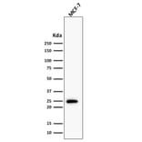 Western Blot - Anti-Bcl-2 Antibody [BCL2/1878R] (A249876) - Antibodies.com