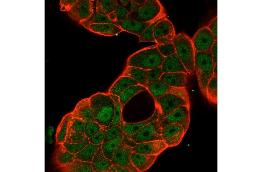 Immunofluorescence - Anti-NF-kB p65 Antibody [PCRP-RELA-1E3] (A249877) - Antibodies.com