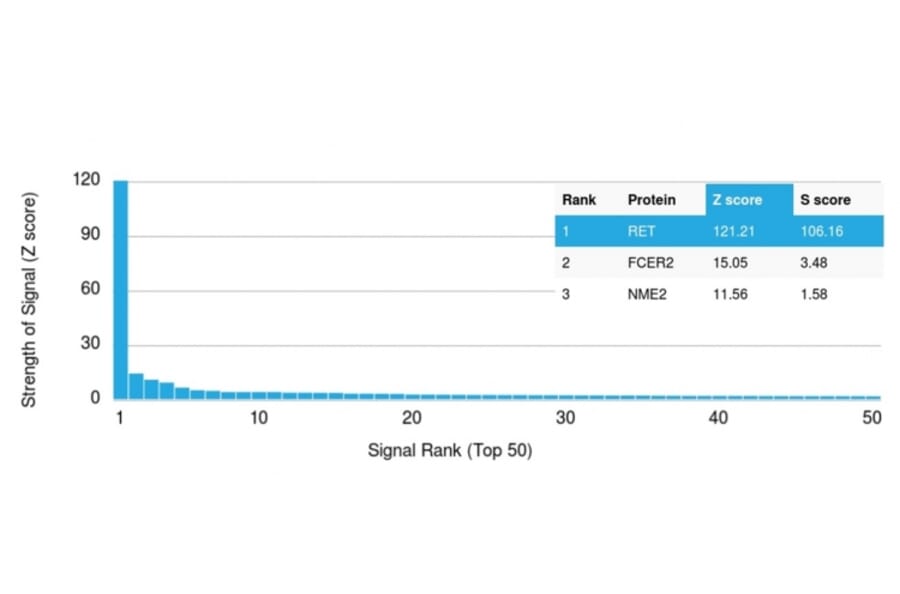 Protein Array - Anti-RET Antibody [RET/2663] (A249880) - Antibodies.com