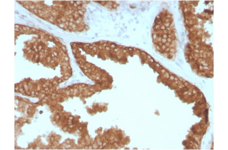 Immunohistochemistry - Anti-RET Antibody [RET/2795] (A249882) - Antibodies.com