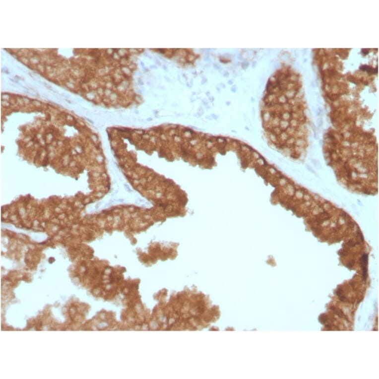 Immunohistochemistry - Anti-RET Antibody [RET/2795] (A249882) - Antibodies.com