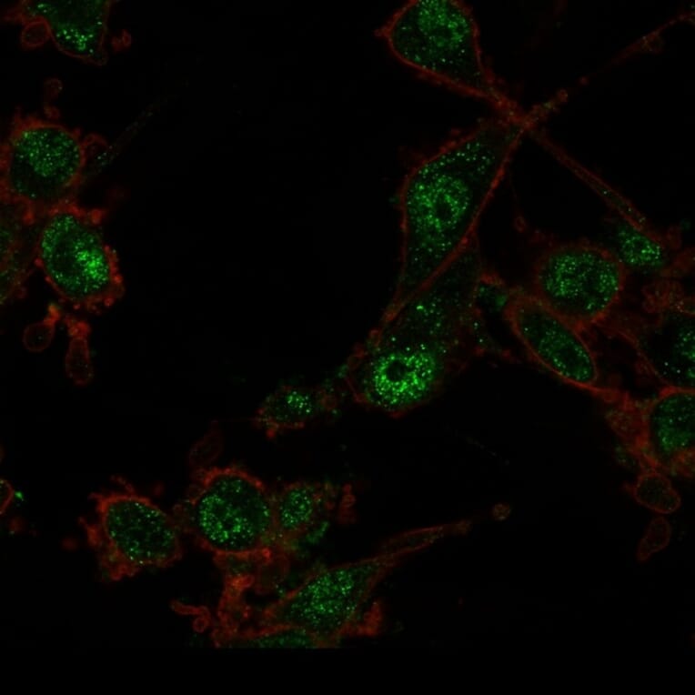 Immunofluorescence - Anti-TRIM27 Antibody [PCRP-TRIM27-1B3] (A249884) - Antibodies.com