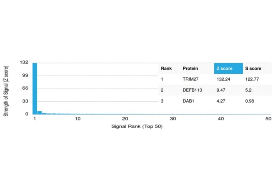 Protein Array - Anti-TRIM27 Antibody [PCRP-TRIM27-1B3] (A249883) - Antibodies.com
