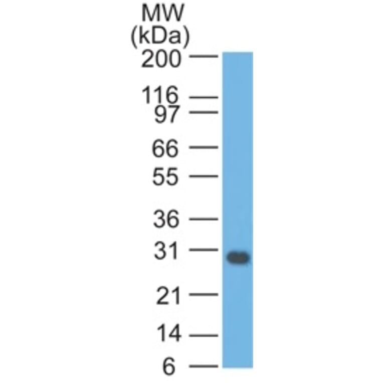 Western Blot - Anti-Bcl-X Antibody [BX006] (A253069) - Antibodies.com