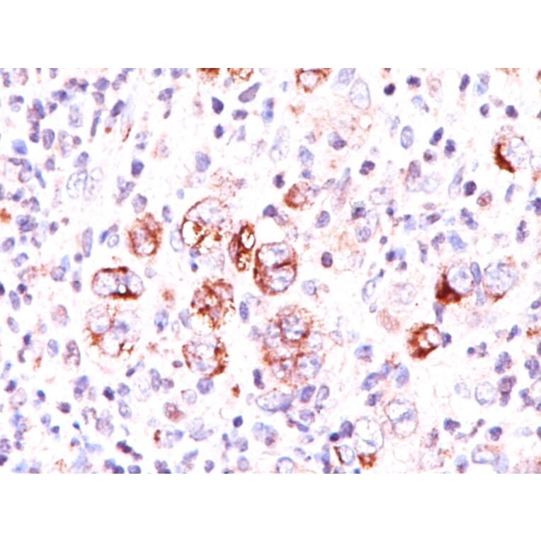 Immunohistochemistry - Anti-Bcl-X Antibody [2H12] (A249885) - Antibodies.com