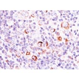 Immunohistochemistry - Anti-Bcl-X Antibody [SPM337] (A249887) - Antibodies.com