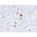Immunohistochemistry - Anti-Bcl-X Antibody [BCL2L1/2406] (A249892) - Antibodies.com