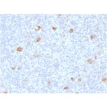 Immunohistochemistry - Anti-Bcl-X Antibody [BCL2L1/2406] (A249891) - Antibodies.com