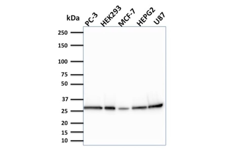 Western Blot - Anti-Bcl2L2 Antibody [CPTC-BCL2L2-2] (A249893) - Antibodies.com
