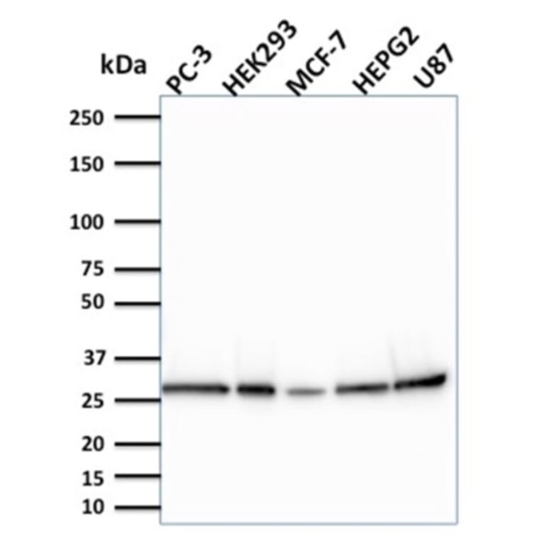 Western Blot - Anti-Bcl2L2 Antibody [CPTC-BCL2L2-2] (A249893) - Antibodies.com