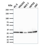 Western Blot - Anti-Bcl2L2 Antibody [CPTC-BCL2L2-2] (A249893) - Antibodies.com