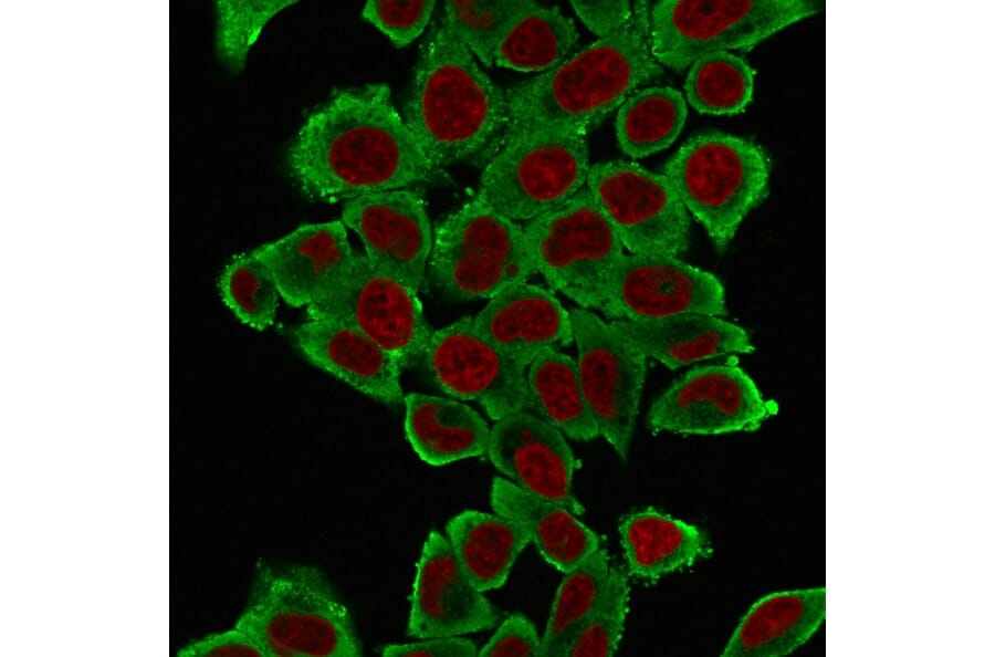 Immunofluorescence - Anti-alpha Smooth Muscle Actin Antibody [1A4] (A249894) - Antibodies.com