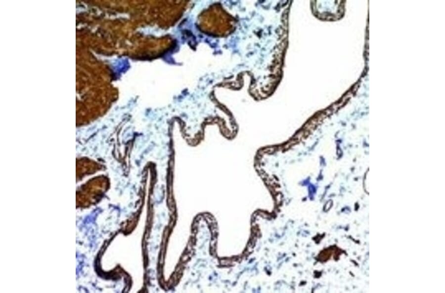Immunohistochemistry - Anti-alpha Smooth Muscle Actin Antibody [ACTA2/791] (A249896) - Antibodies.com