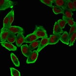 Immunofluorescence - Anti-alpha Smooth Muscle Actin Antibody [ACTA2/791] (A249895) - Antibodies.com